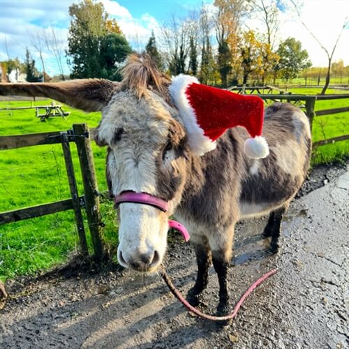 Donkey Experience in Norfolk for Two - Santa Hat